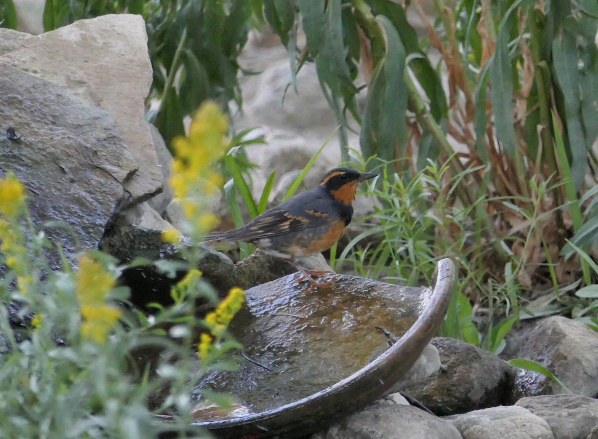 ムナオビツグミ - ML643507019