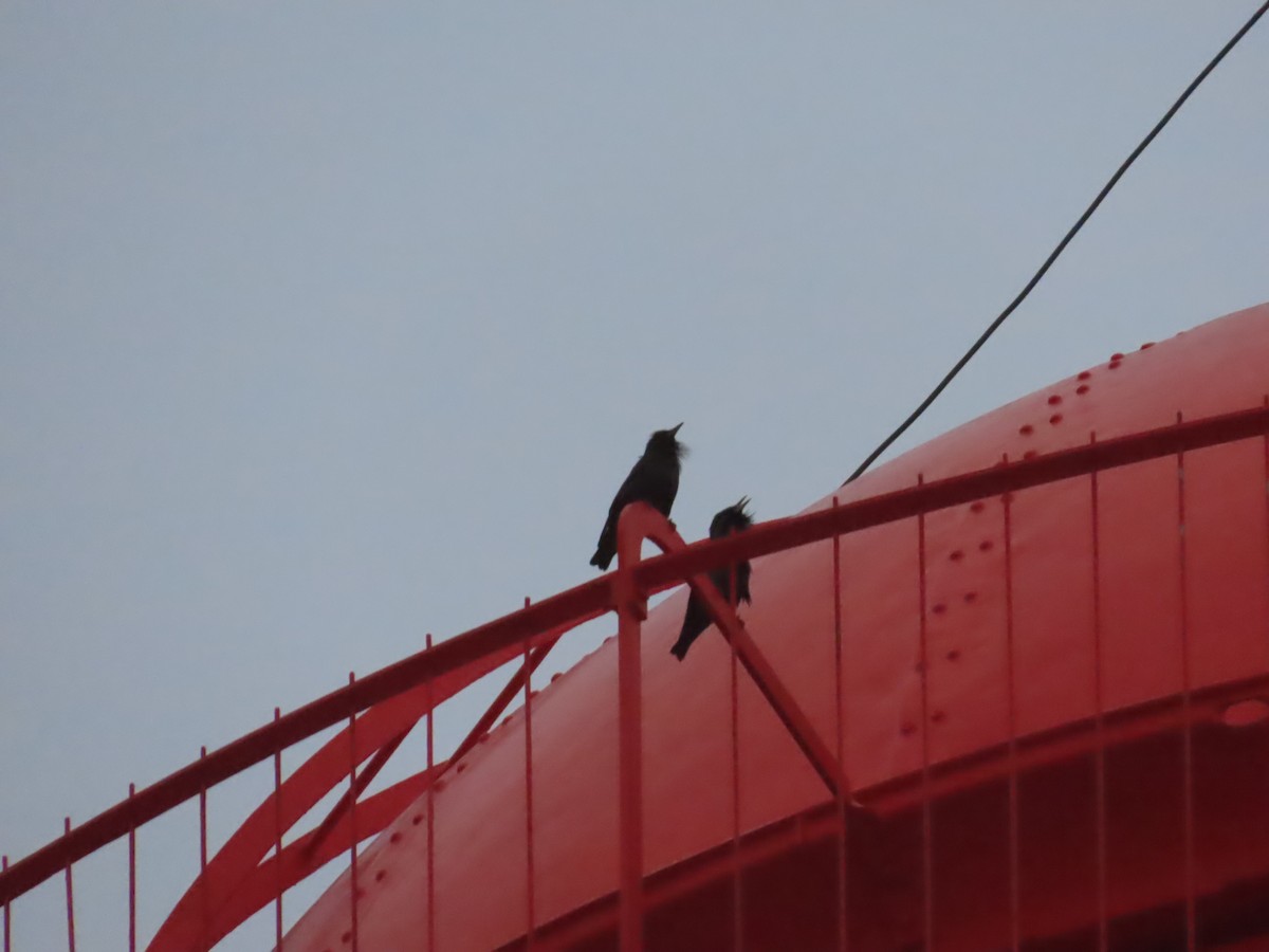 Spotless Starling - ML643507024