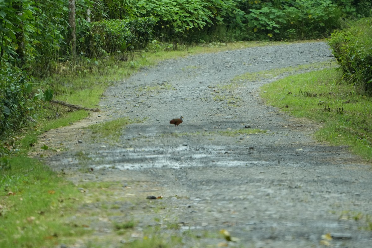 Russet-naped Wood-Rail - ML643507025