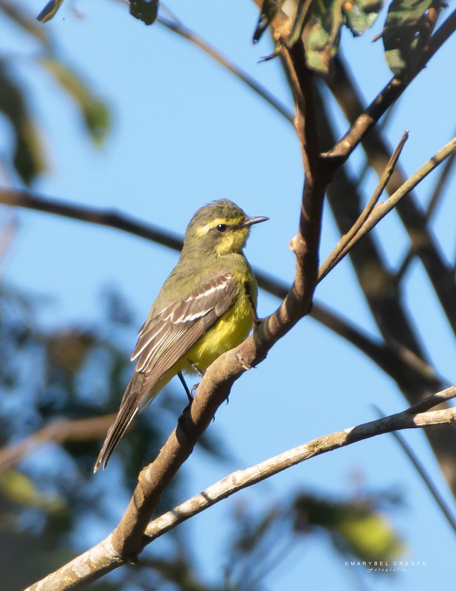 Yellow-browed Tyrant - ML643507029