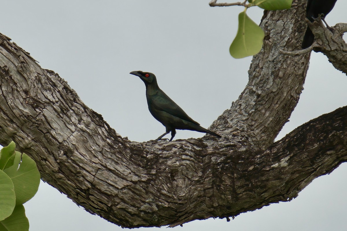 Asian Glossy Starling - ML643507039