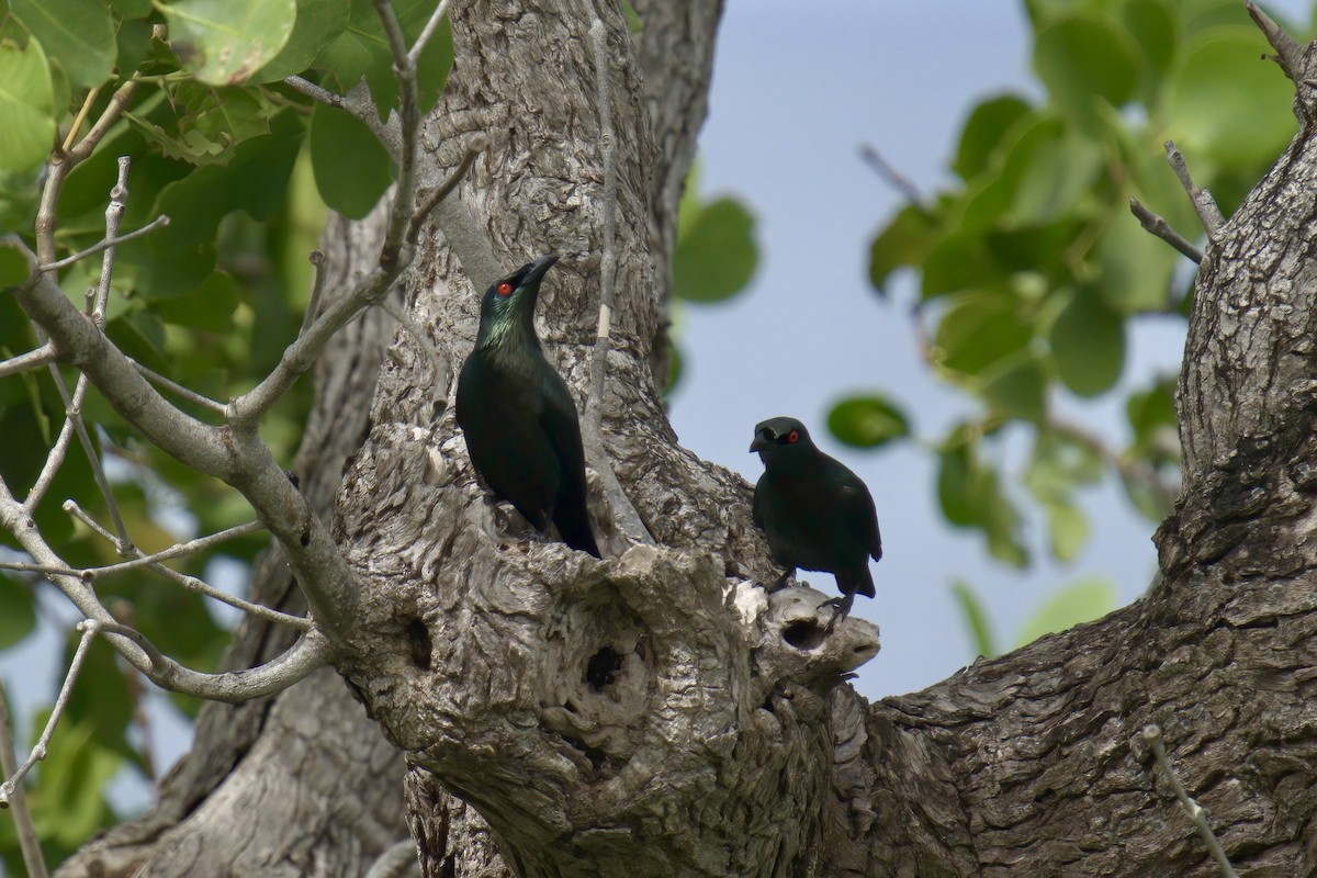 Asian Glossy Starling - ML643507040