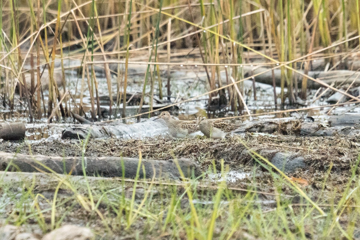 Pectoral Sandpiper - ML643507041