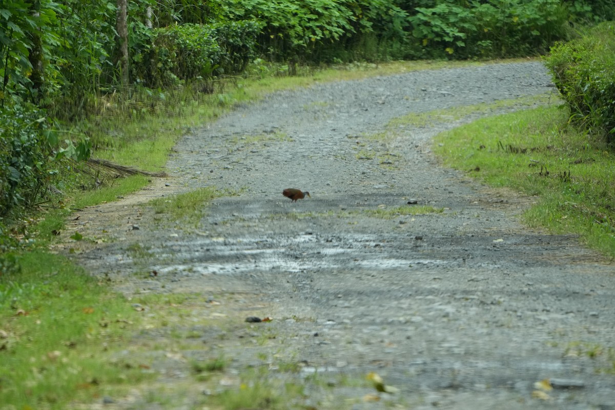 Russet-naped Wood-Rail - ML643507045