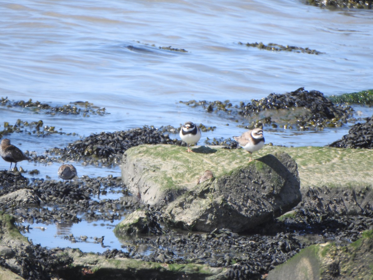 Common Ringed Plover - ML643507053