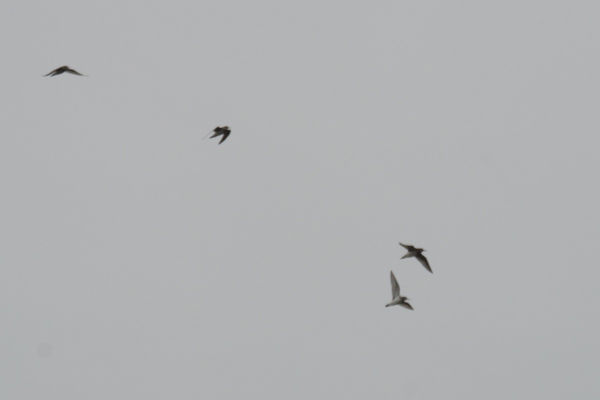 Pectoral Sandpiper - ML643507056