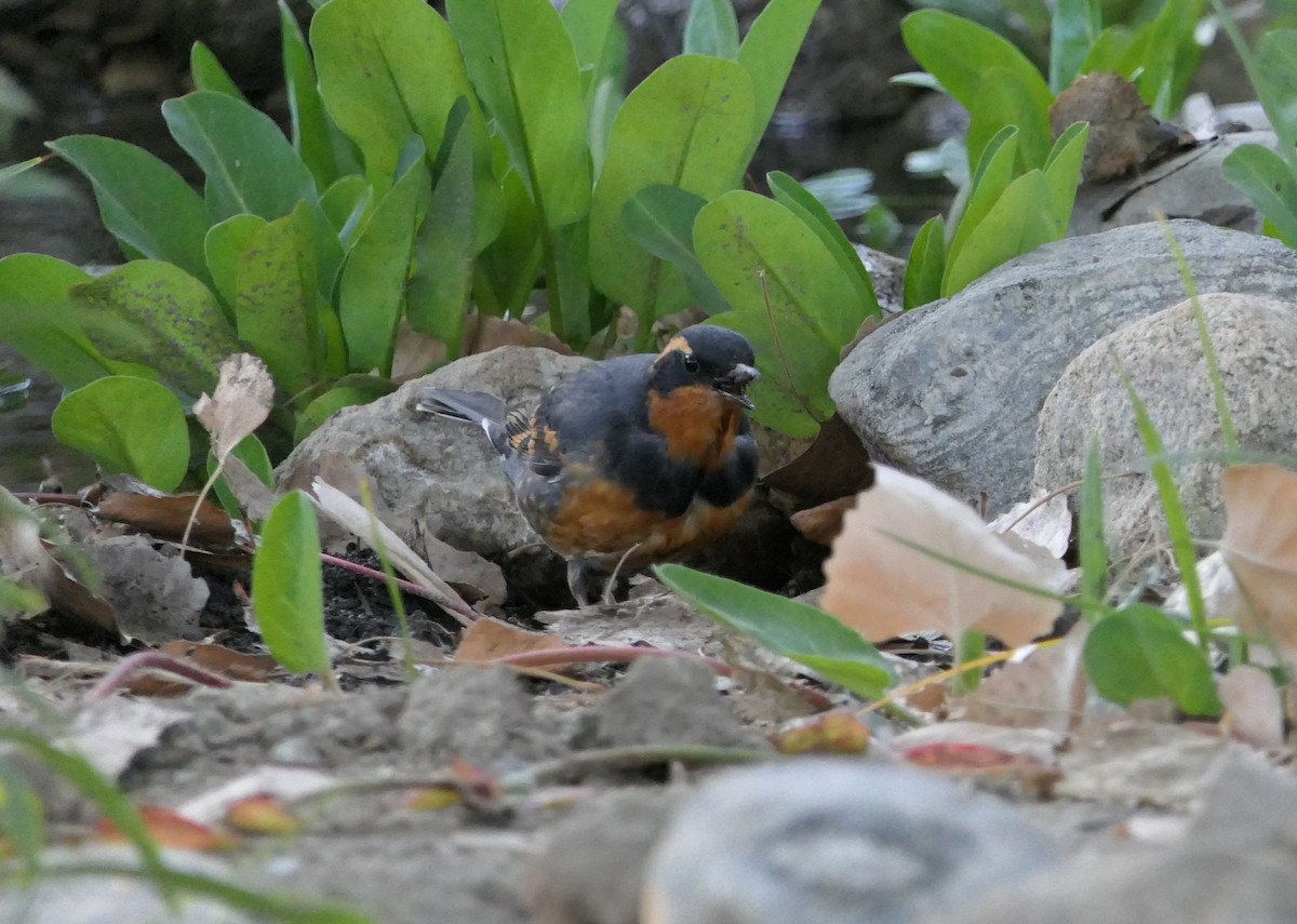 ムナオビツグミ - ML643507057