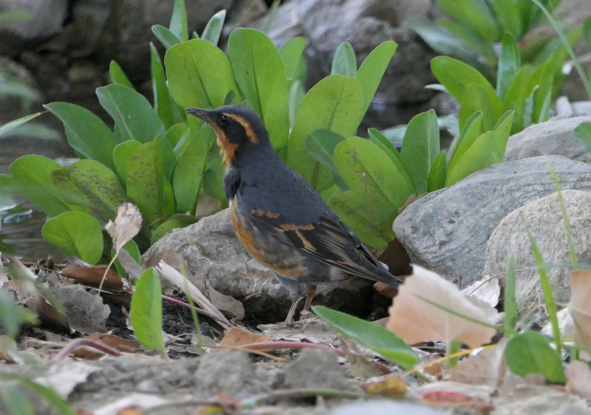 ムナオビツグミ - ML643507058