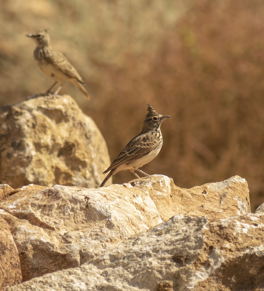 Thekla's Lark - ML643507063
