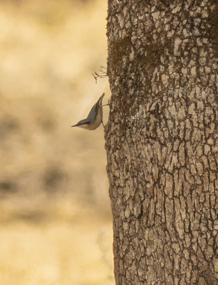 Garrapo eurasiarra - ML643507072