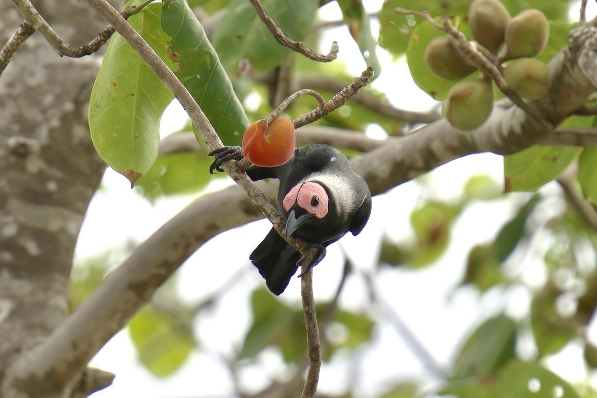 Coleto - ML643507076