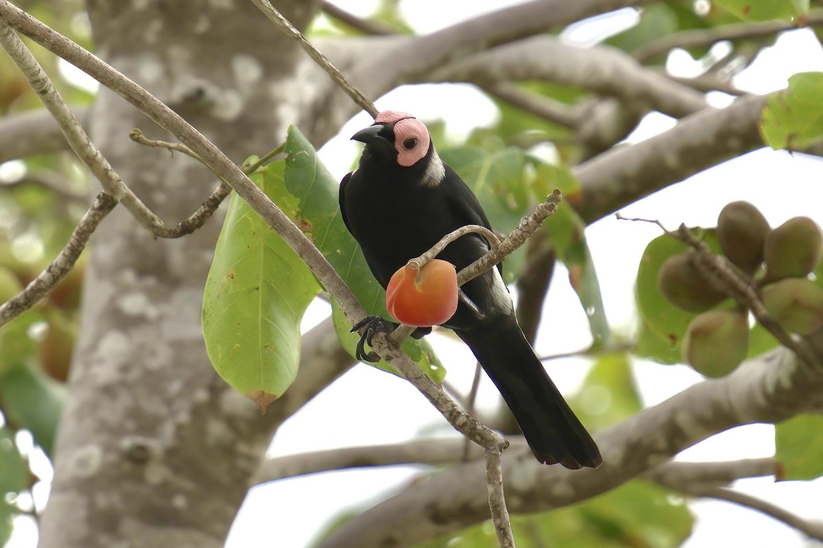 Coleto - ML643507077