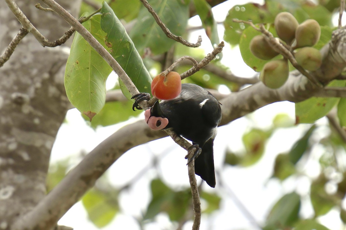 Coleto - ML643507078