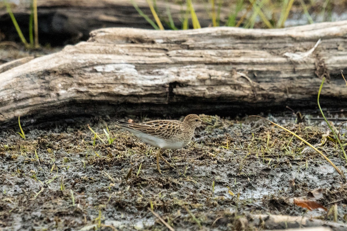 Pectoral Sandpiper - ML643507080