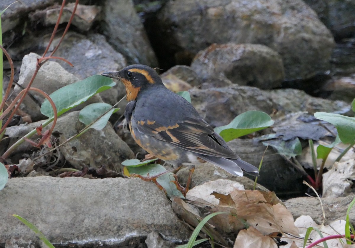 ムナオビツグミ - ML643507082