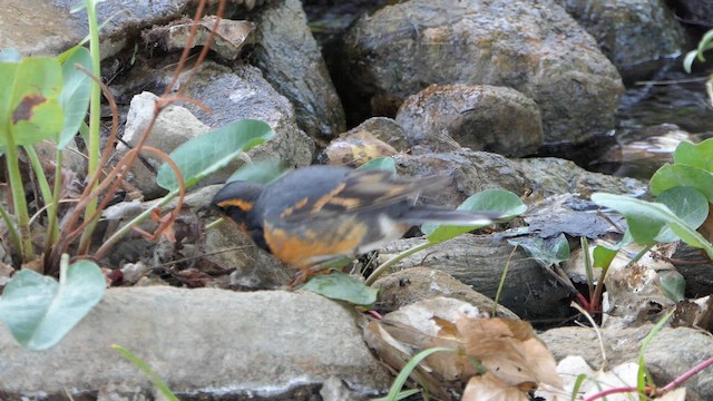 Varied Thrush - ML643507083