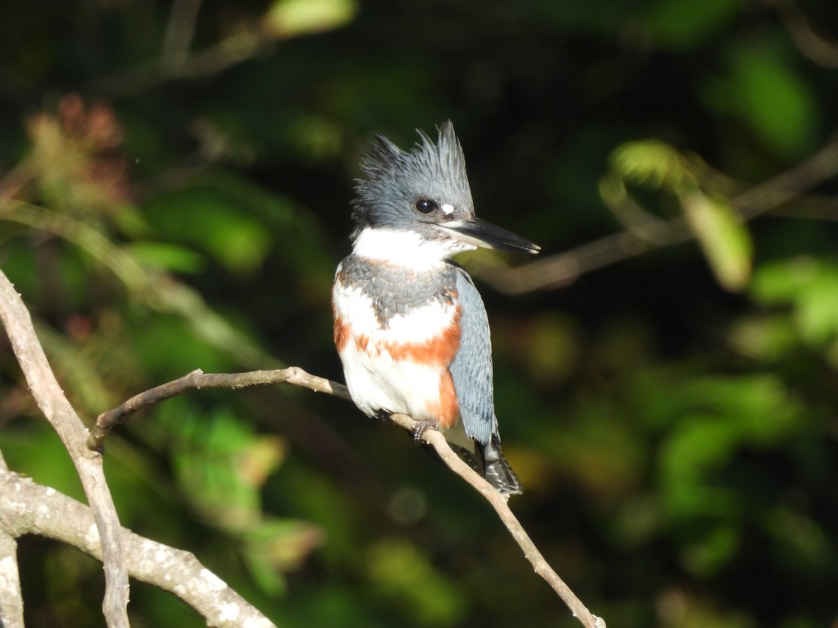 Belted Kingfisher - ML643507094