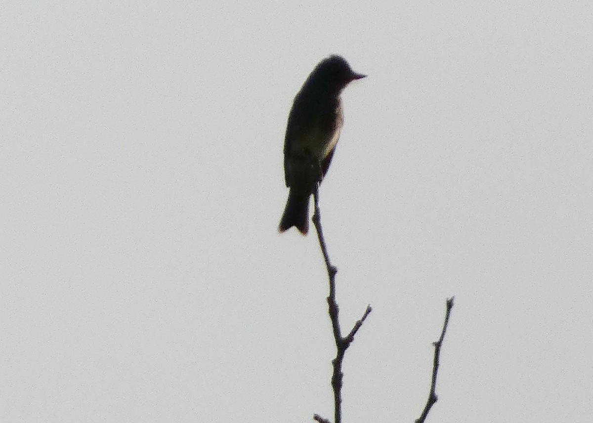 Western Wood-Pewee - ML643507103