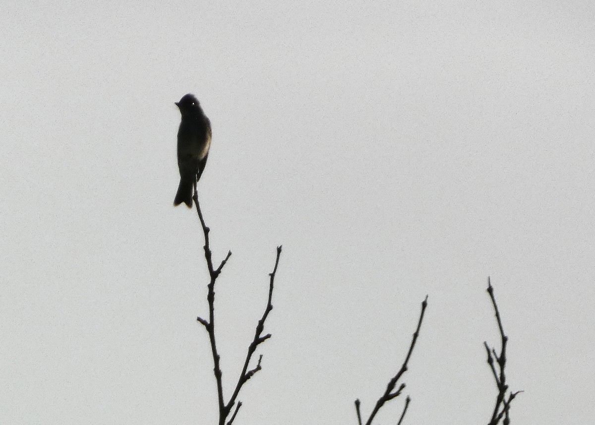 Western Wood-Pewee - ML643507105