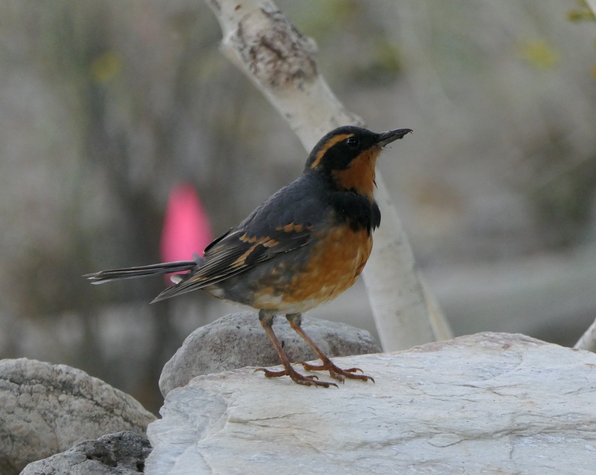 ムナオビツグミ - ML643507113