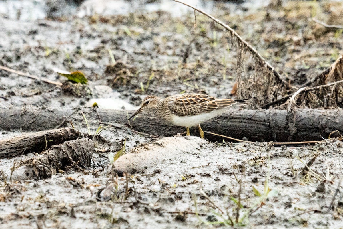 Pectoral Sandpiper - ML643507163