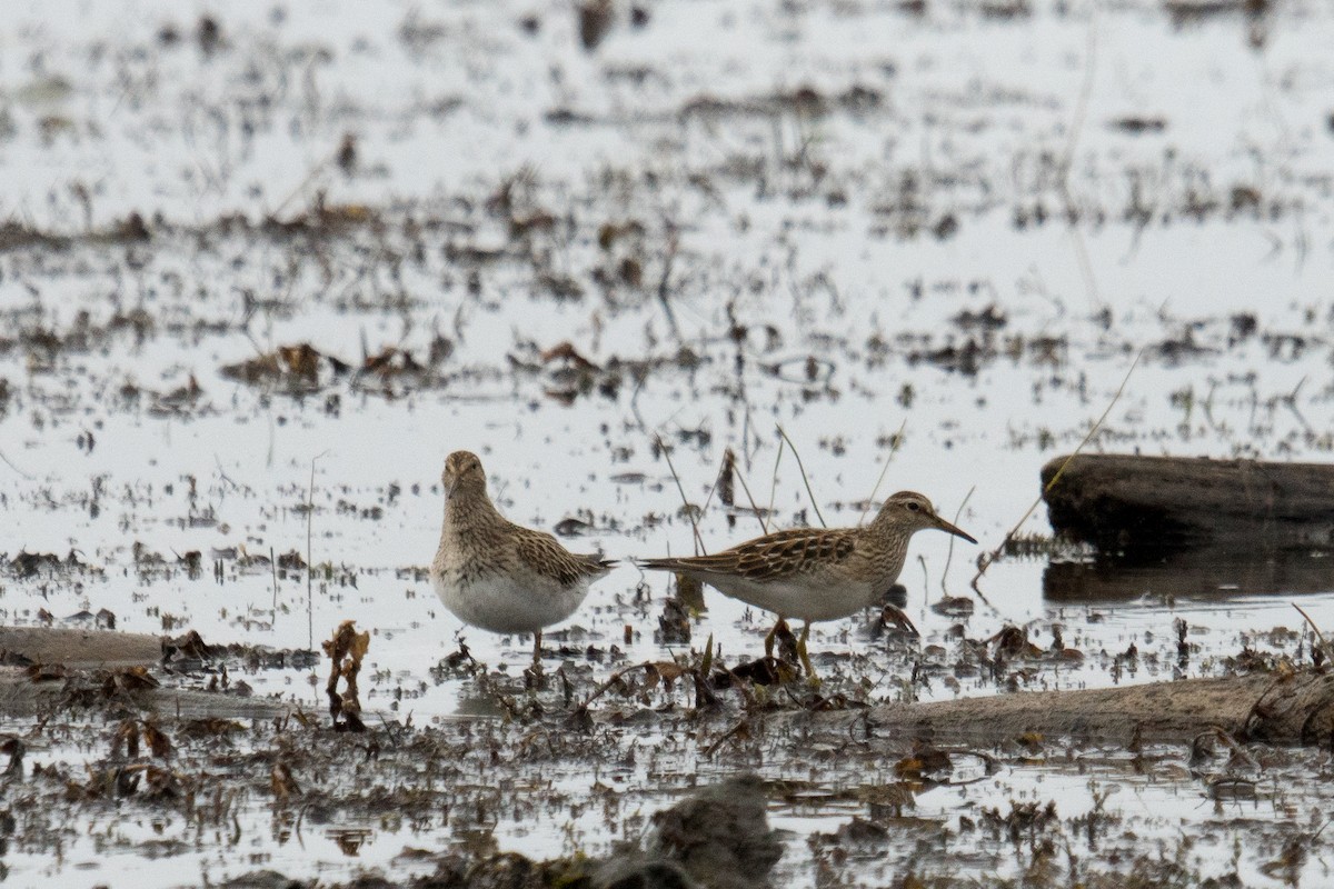 Pectoral Sandpiper - ML643507168