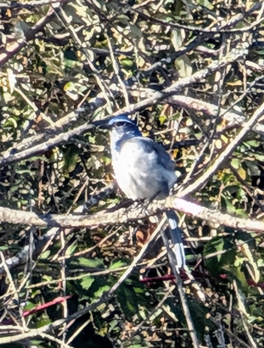 California Scrub-Jay - ML643507174
