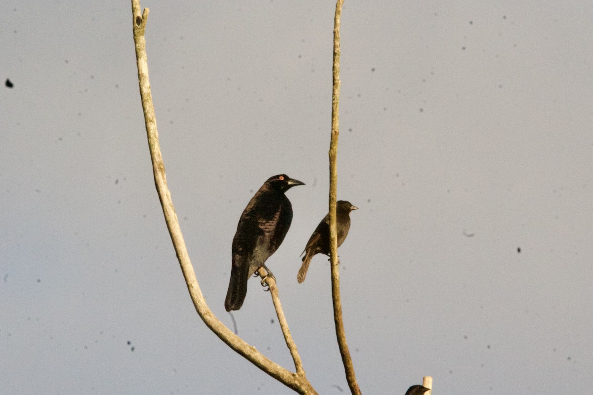 Giant Cowbird - ML643507181