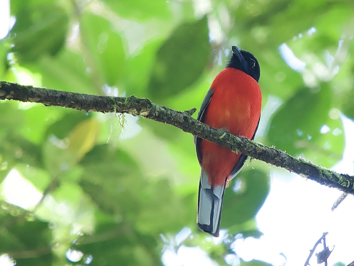 Scarlet-rumped Trogon - ML643507204