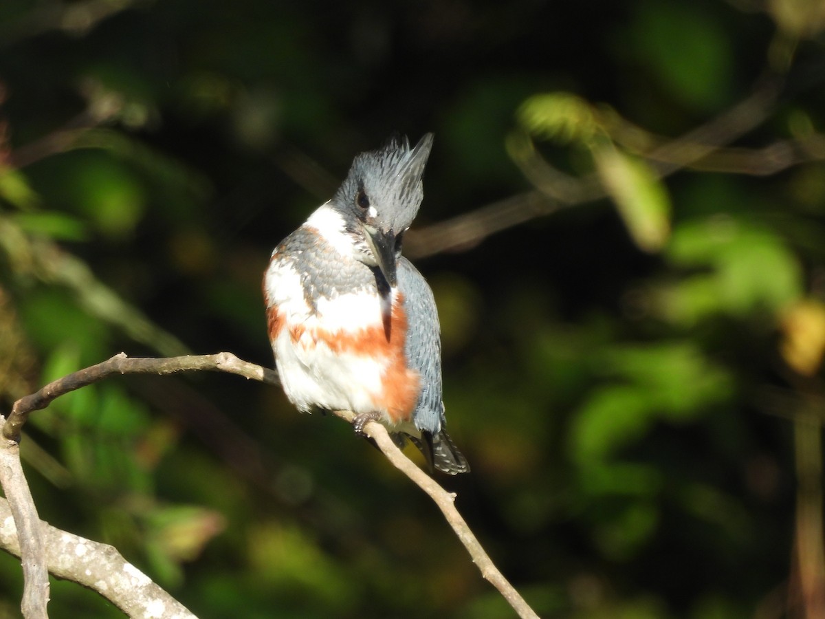 Belted Kingfisher - ML643507209