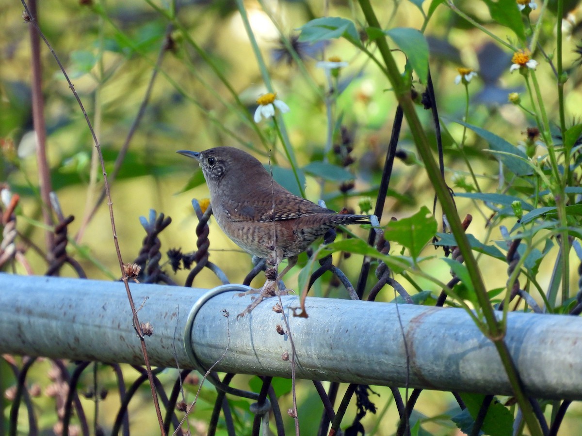 Northern House Wren - ML643507212