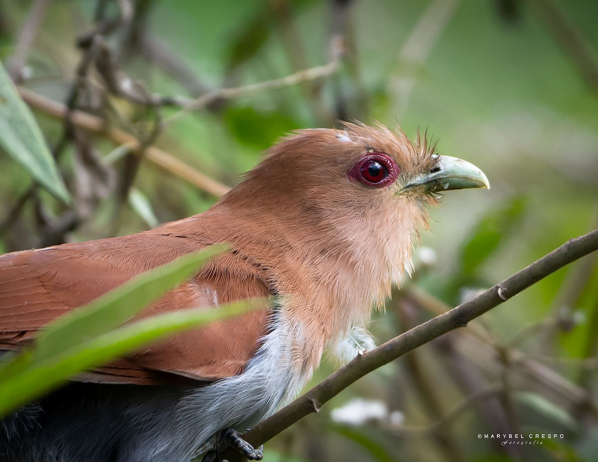 Common Squirrel-Cuckoo - ML643507222