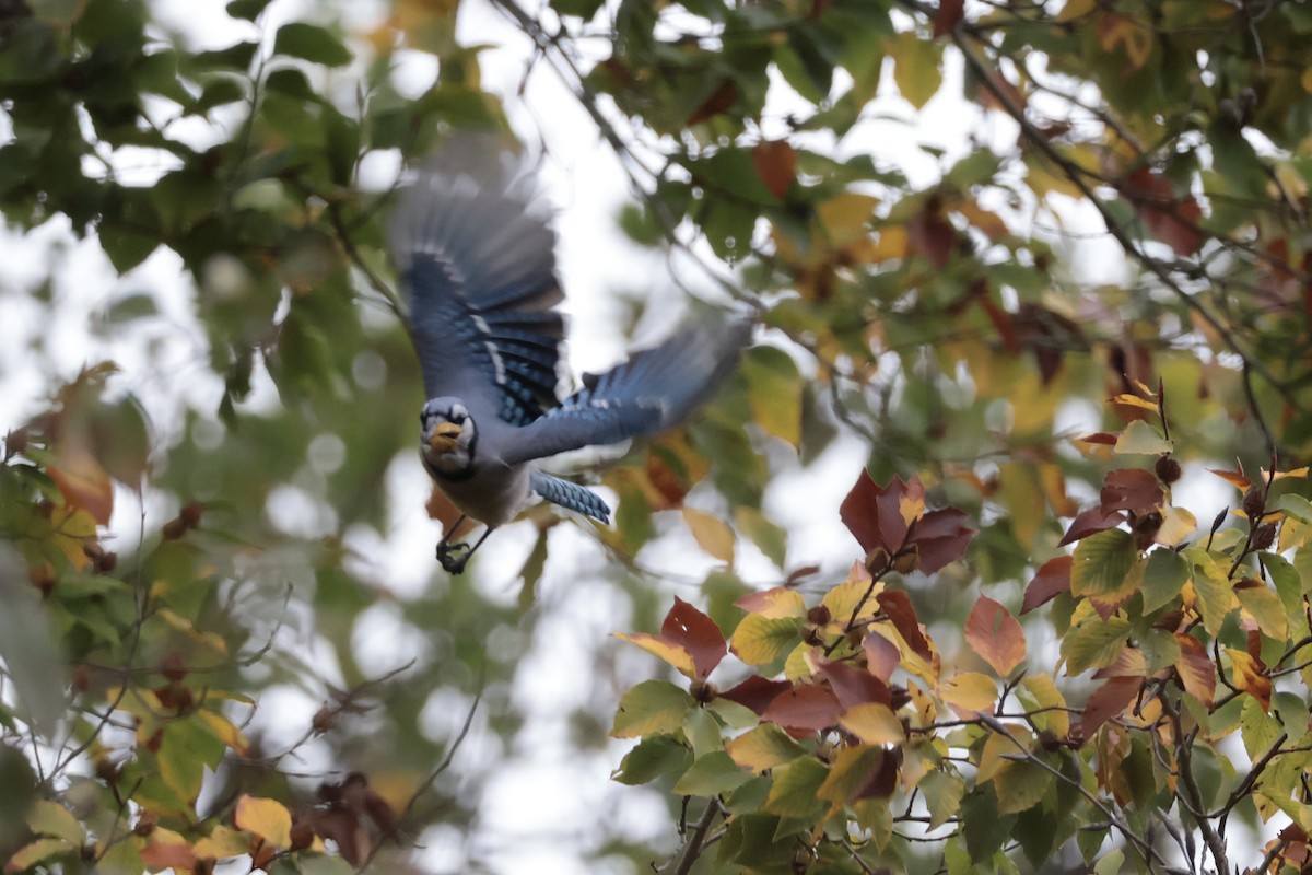 Blue Jay - ML643507226