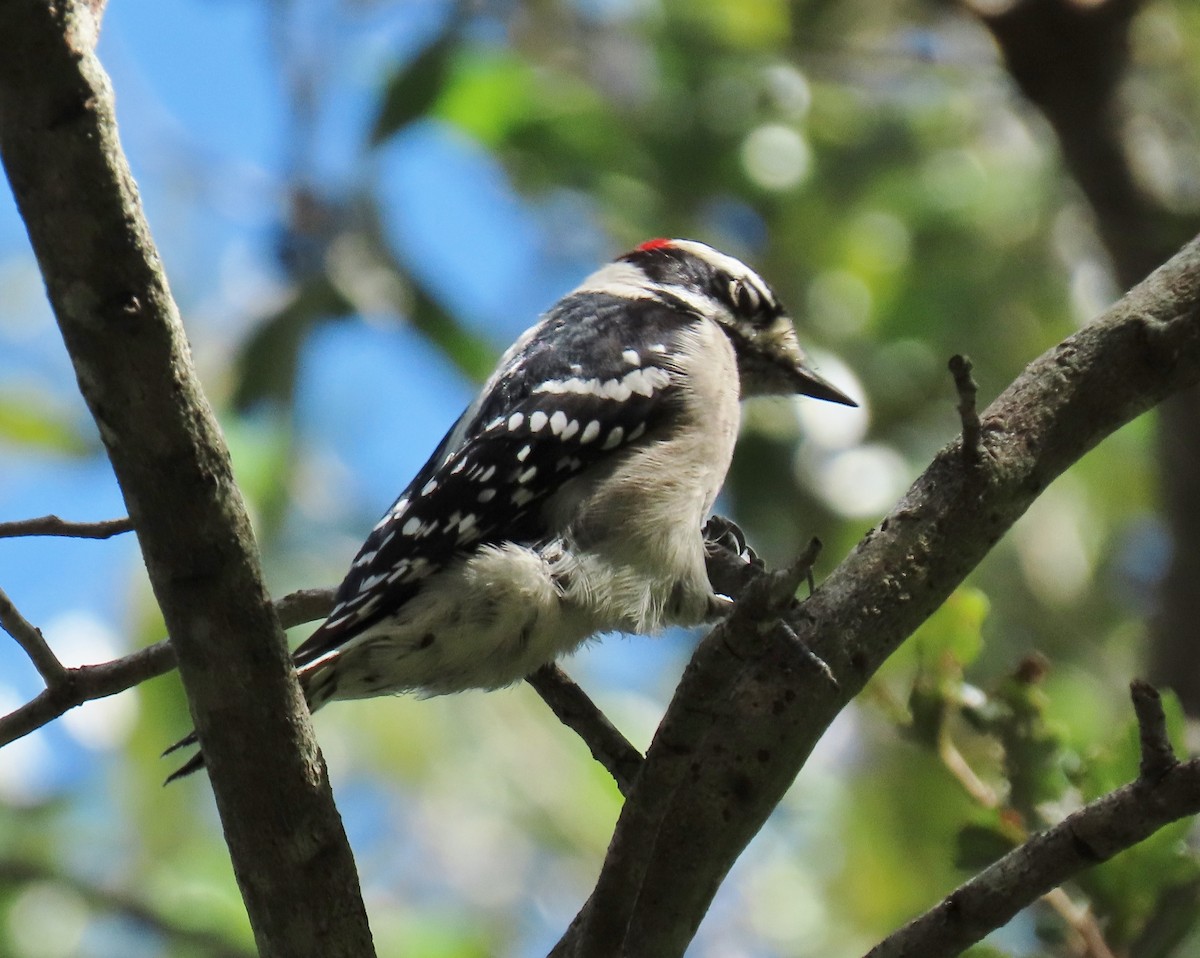 Downy Woodpecker - ML643507231