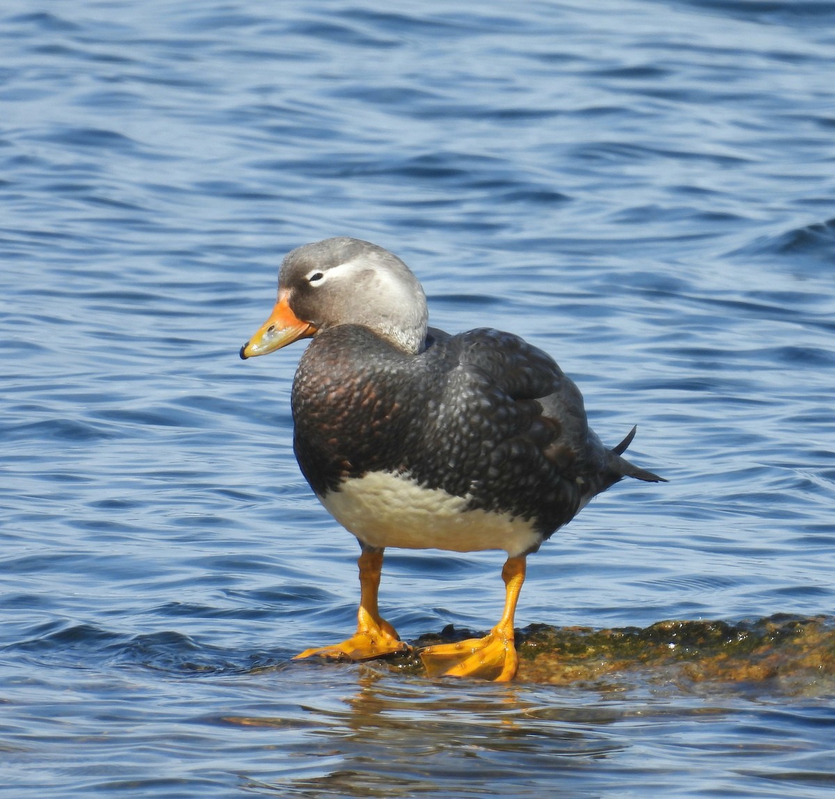 Flightless Steamer-Duck - ML643507232