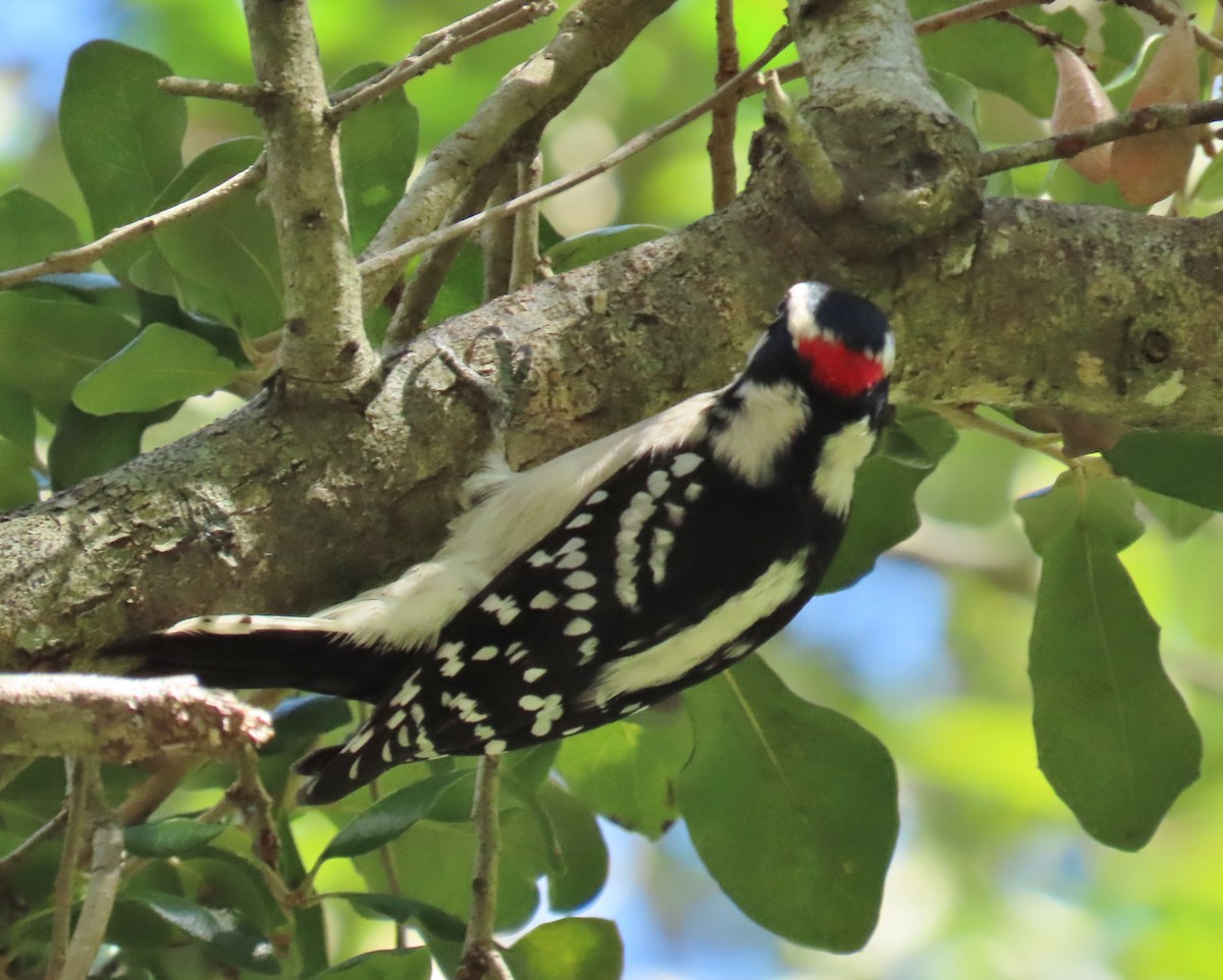 Downy Woodpecker - ML643507233