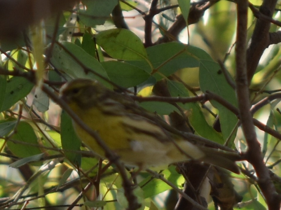 European Serin - ML643507236