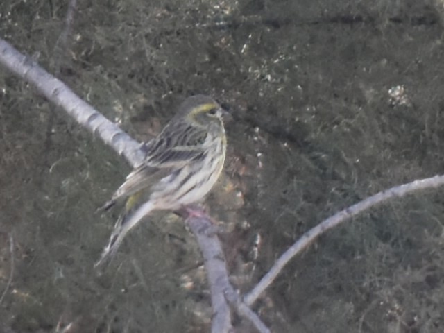 European Serin - ML643507238