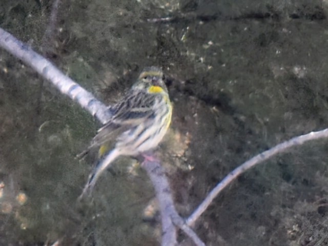 European Serin - ML643507239