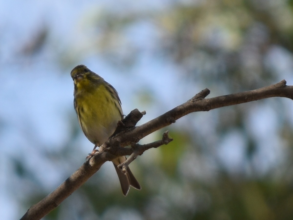 European Serin - ML643507240