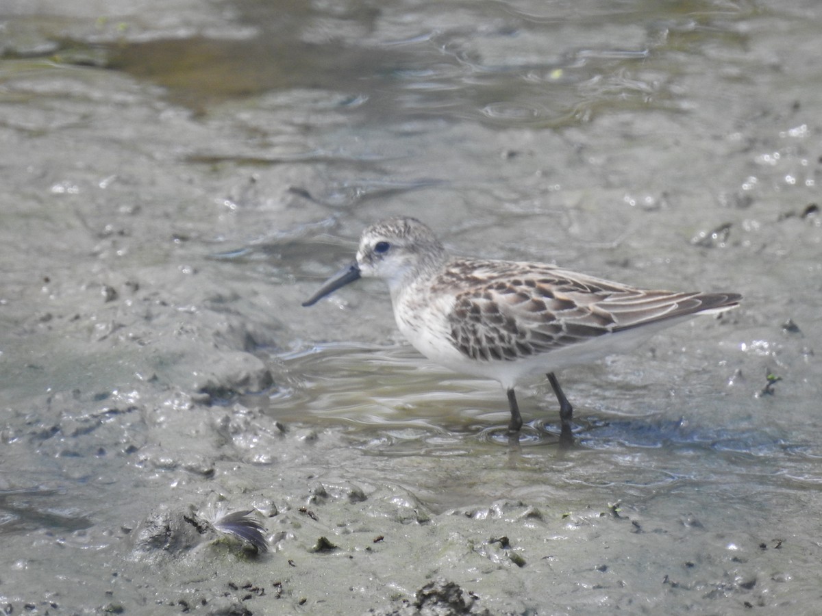 beringsnipe - ML643507241