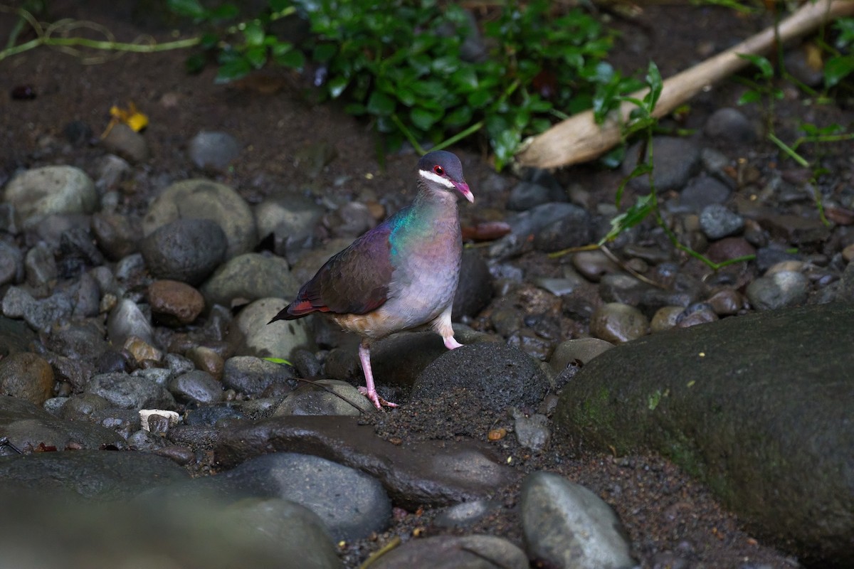 holub uzdičkový - ML643507245