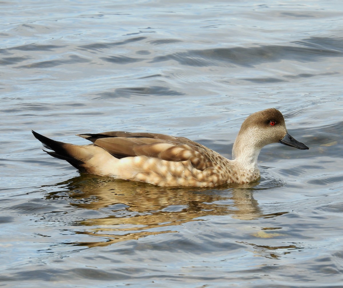Crested Duck - ML643507247