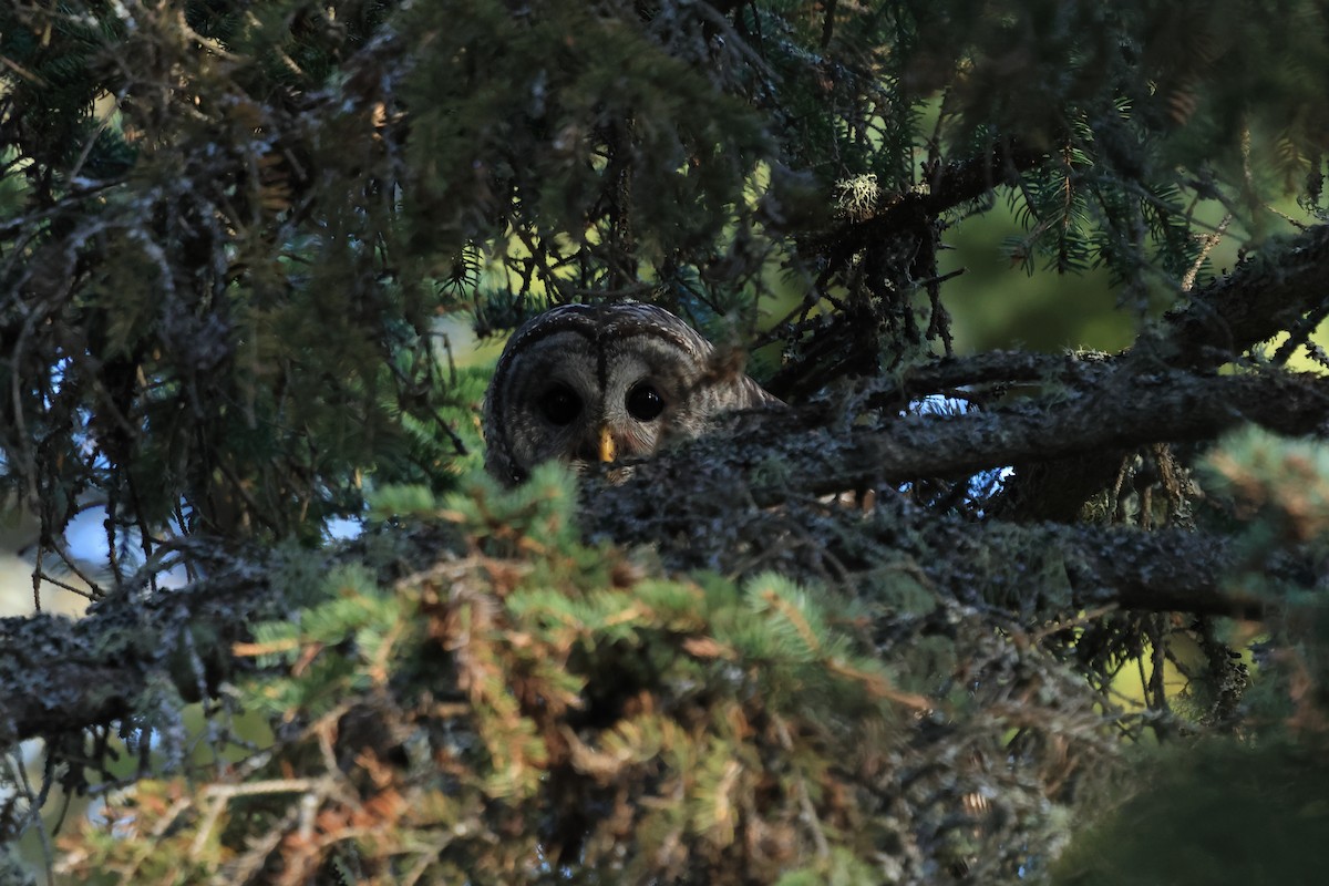Barred Owl - ML643507256