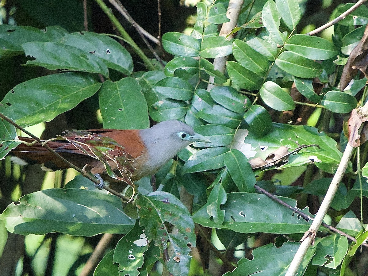 Raffles's Malkoha - ML643507259