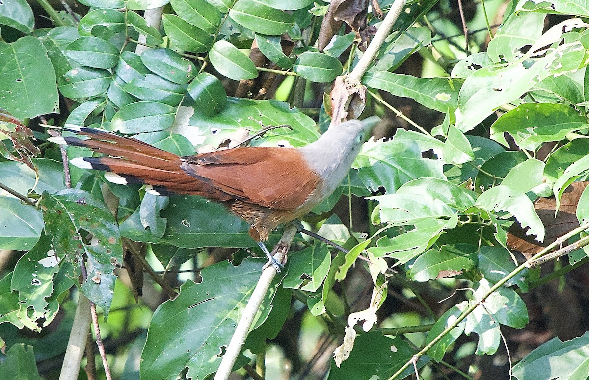 Raffles's Malkoha - ML643507260