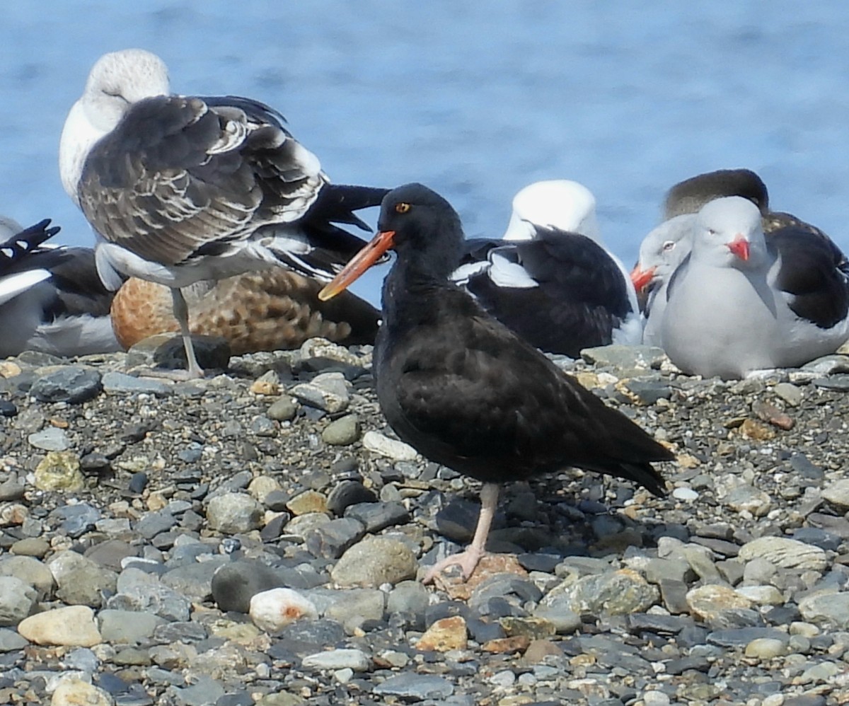 Blackish Oystercatcher - ML643507269