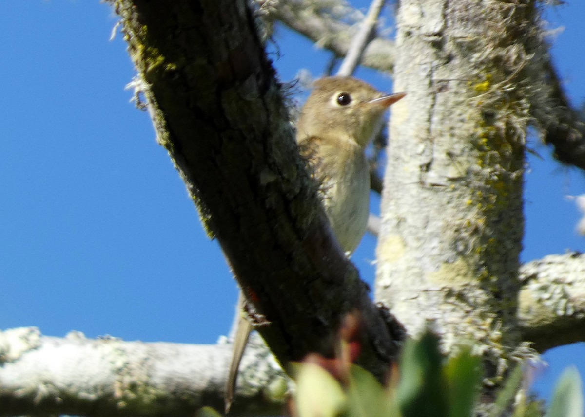 Western Flycatcher (Pacific-slope) - ML643507277