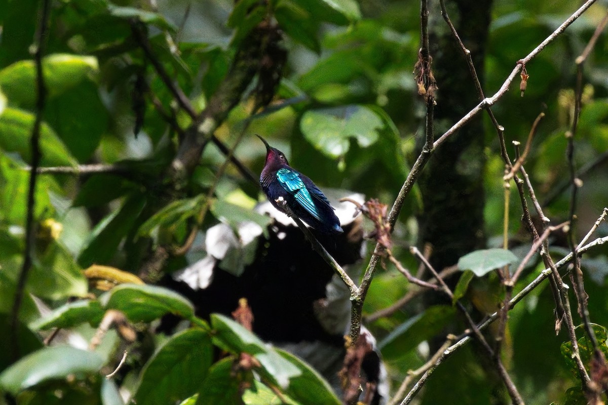 Purple-throated Carib - ML643507278