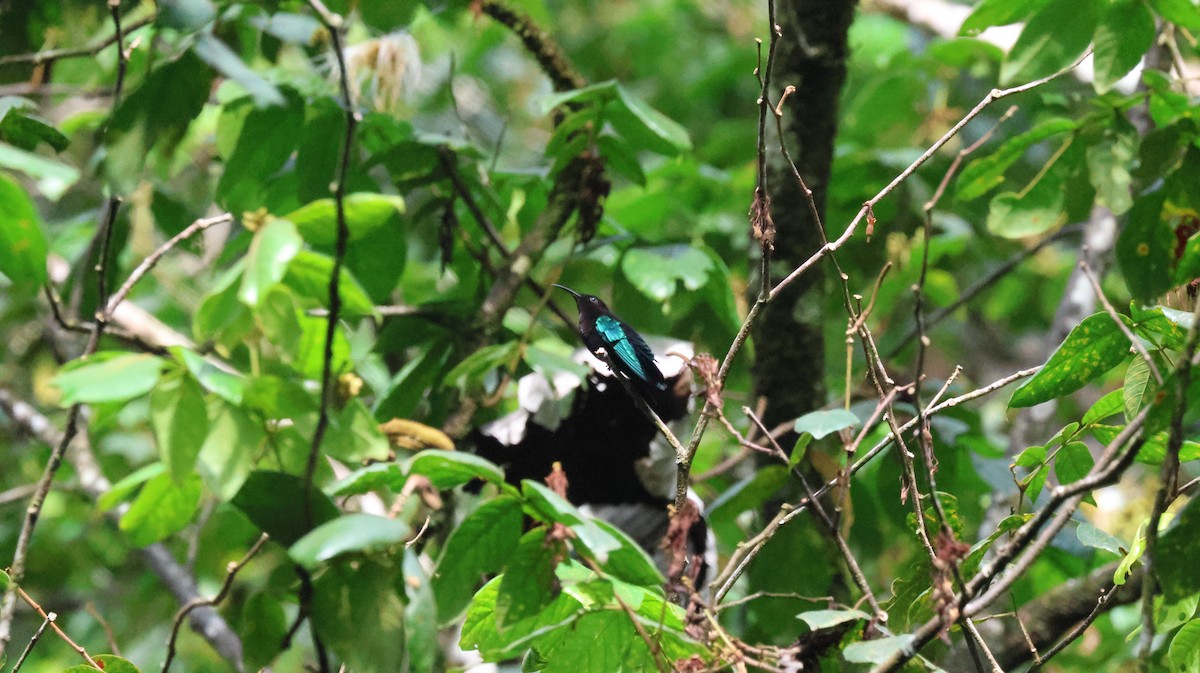 Purple-throated Carib - ML643507279